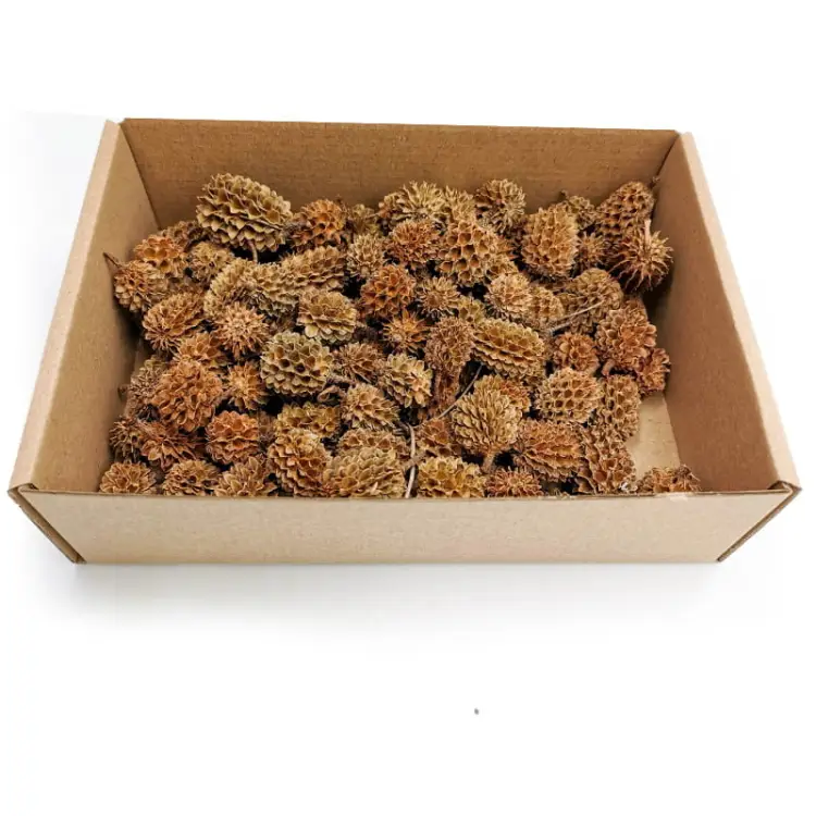 Casurina Natural 100g paczka.jpg