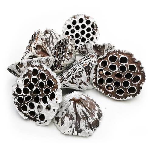 Lotos Extra Large Snow Tip 10szt.jpg