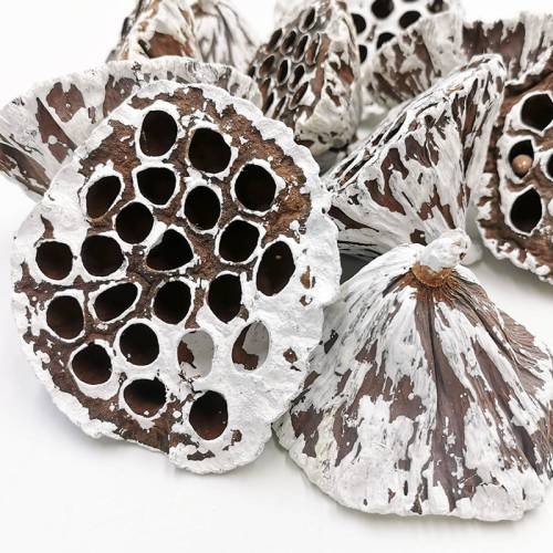 Lotos Extra Large Snow Tip zblizenie.jpg