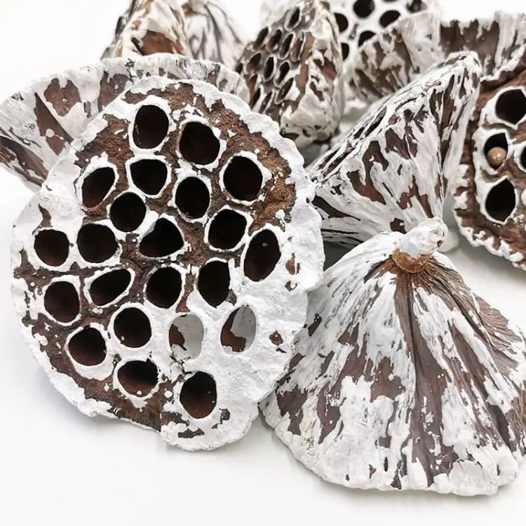 Lotos Extra Large Snow Tip zblizenie.jpg