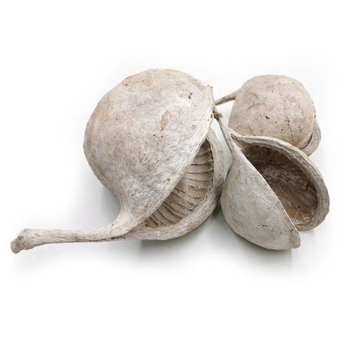 Budda Nut White Washed 3szt zblizenie.jpg