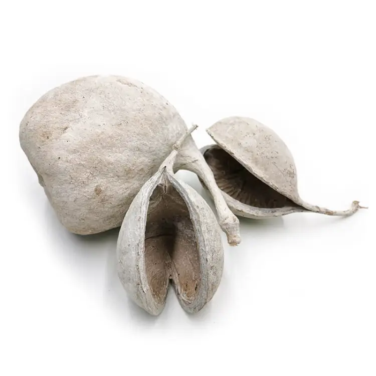 Budda Nut White Washed 3szt.jpg