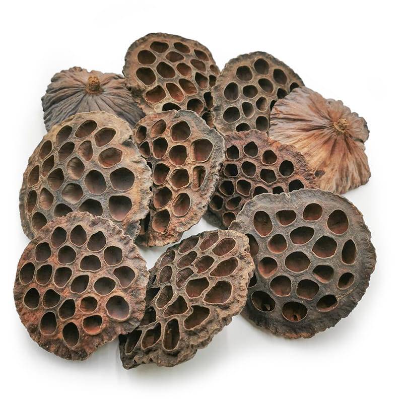 Lotos duży XXL (Naturalny) - susz egzotyczny - 10szt