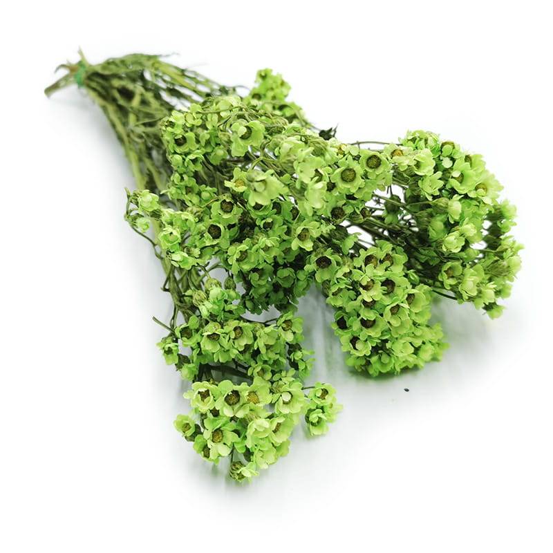 Oxodia Suszona - Zielona