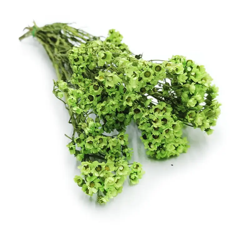 Oxodia zielona bukiet.jpg