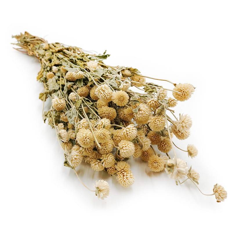 Gomfrena Kulista Suszona - (Wiecznik kulisty) - Biała