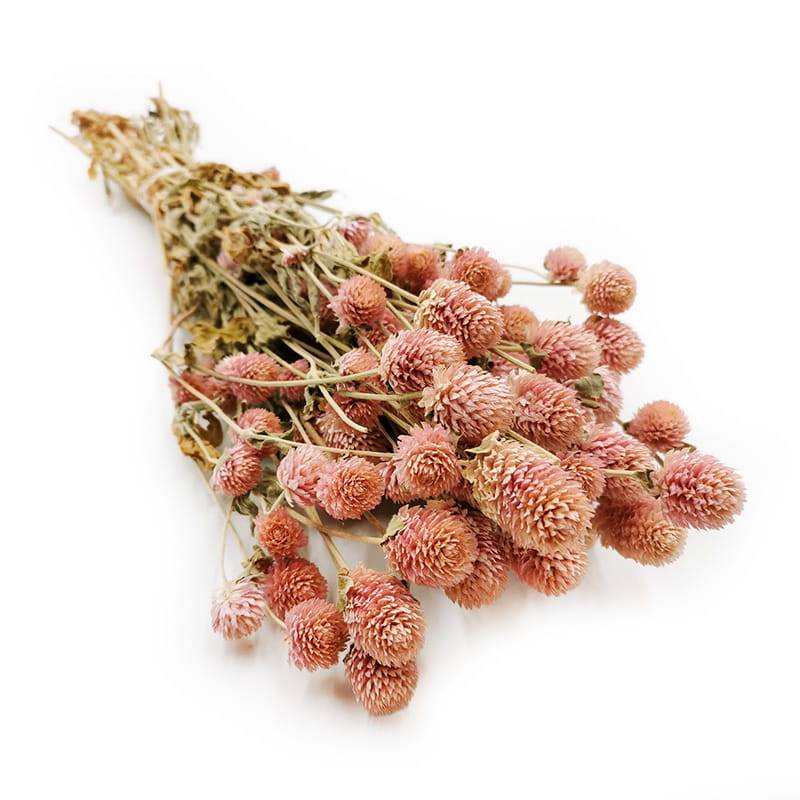 Gomfrena Kulista Suszona - (Wiecznik kulisty) - Różowa