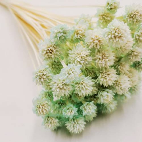 Hill flower mietowy_zblizenie.jpg