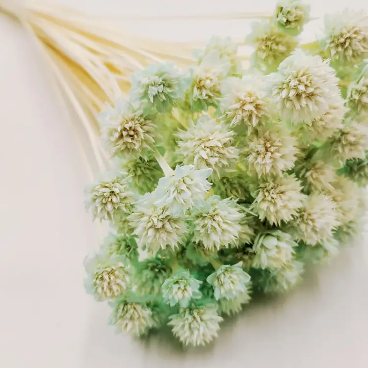 Hill flower mietowy_zblizenie.jpg