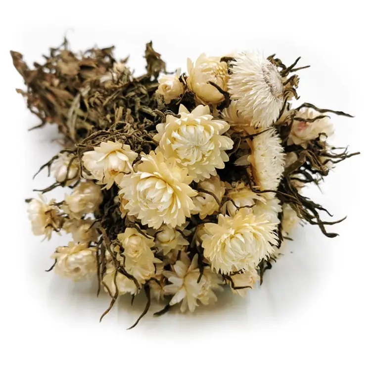 Kocanka Biała (Helichrysum) okladka.jpg