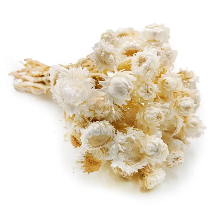 Kocanka Bielona (Helichrysum) okladka.jpg