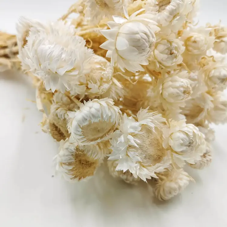 Kocanka Bielona (Helichrysum) zblizenie.jpg