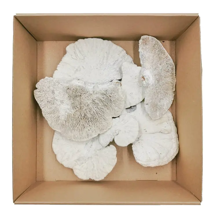 Huba Suszona biała włoskowana 2.jpg