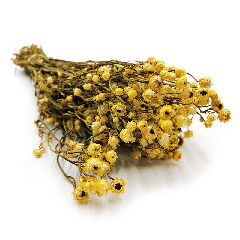 Złociszek Suszony, wiekuistka Premium - (Ammobium alatum) - Żółty