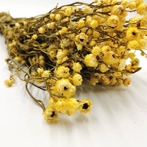 PREMIUM ammobium zolte.jpg