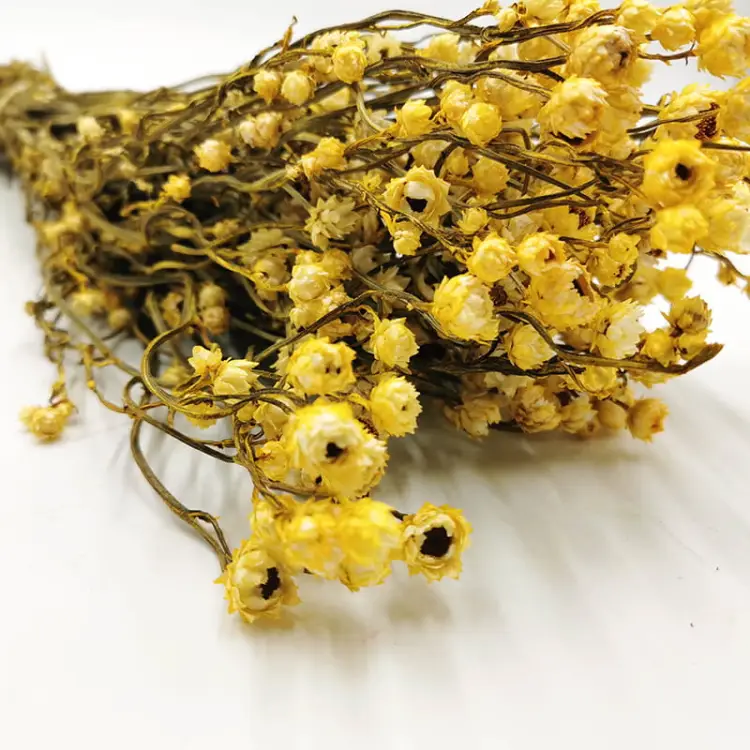 PREMIUM ammobium zolte.jpg