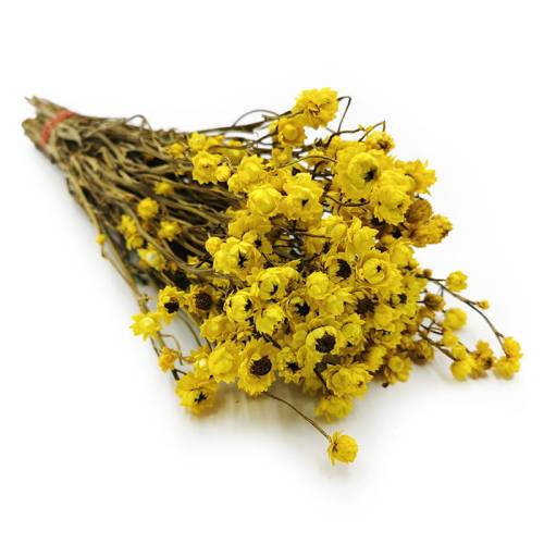 Ammobium zolte okl.jpg