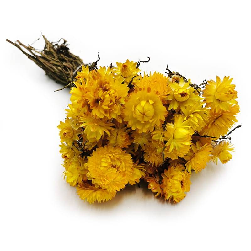 Kocanka Suszona - (Helichrysum) - Żółta