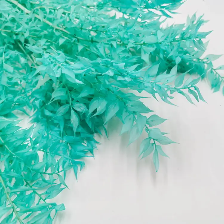 Ruskus Miętowy zblizenie.jpg