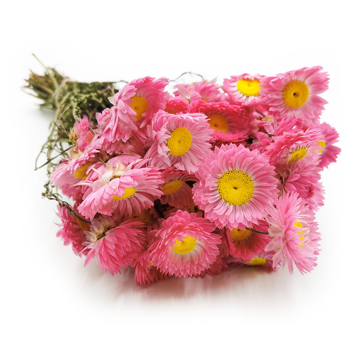 Suszony Suchlin - Suchołuska - (Acroclinium) - Różowe