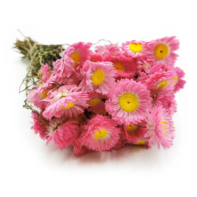 Acroclinium Suszone Różowe PL 50g.png