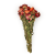 Helichrysum pomarańczowe cale.png