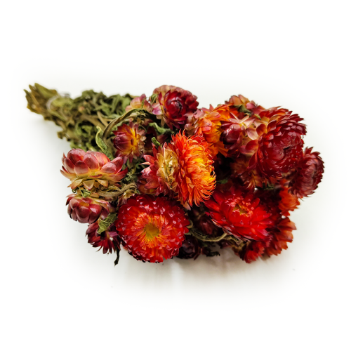 Helichrysum pomarańczowe okladka.png