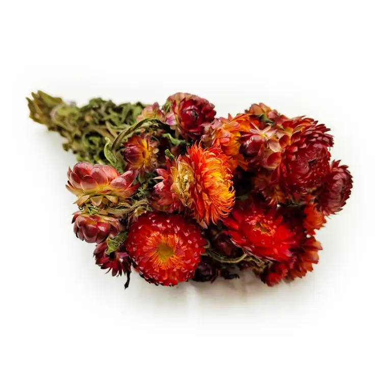 Helichrysum pomarańczowe okladka.png