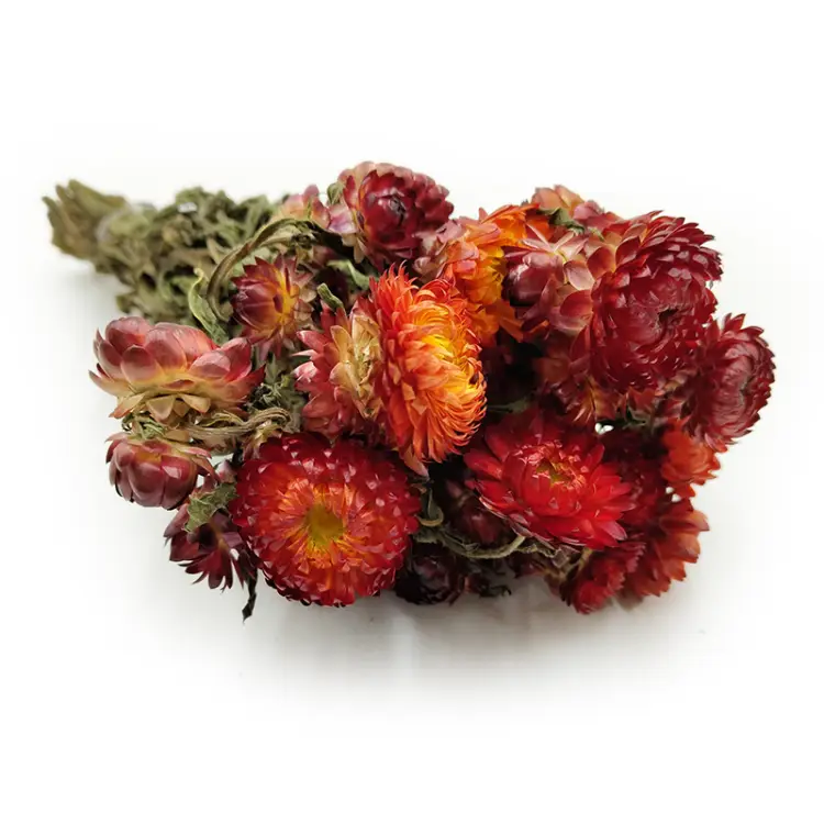 Helichrysum pomarańczowe okladka1.png
