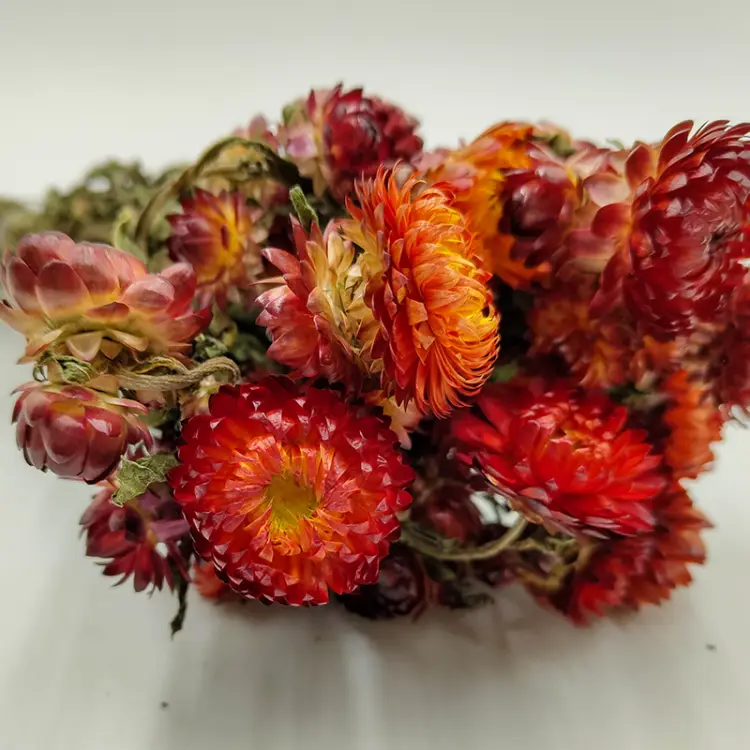 Helichrysum pomarańczowe zblizenie.png