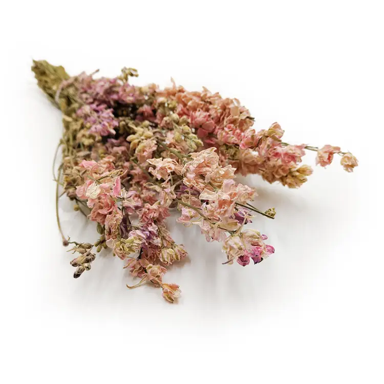 Ostróżka różowa Polska zbliz.png