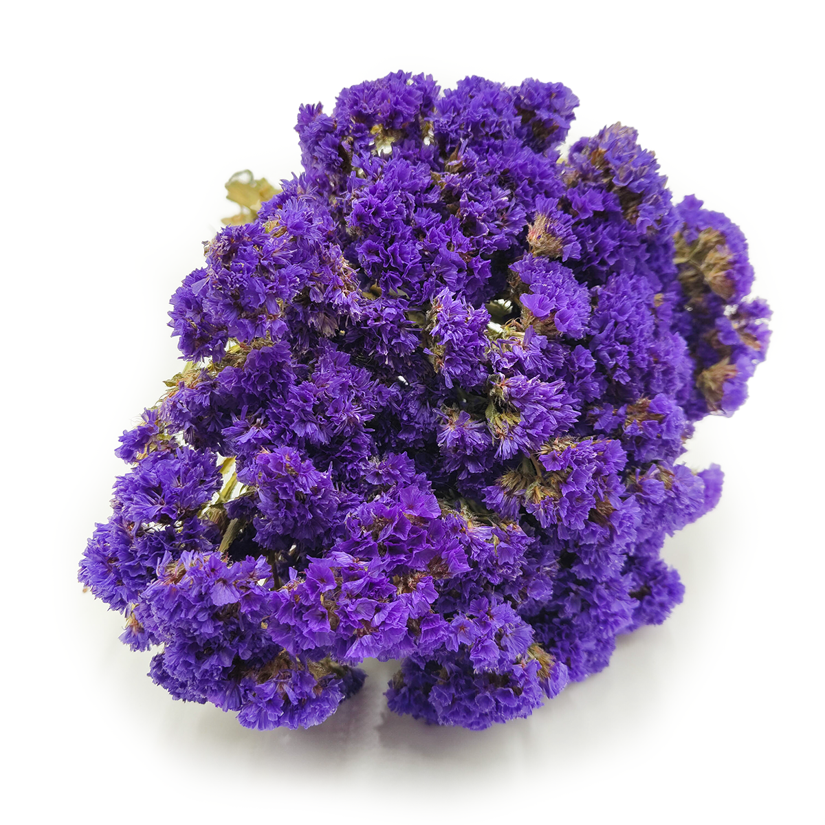 Zatrwian Wrębny  - Limonium sinuatum - Fioletowy
