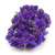 Limonium fioletowe okladka.png