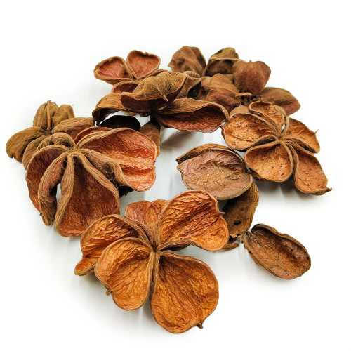 Land Lotus okladka.png