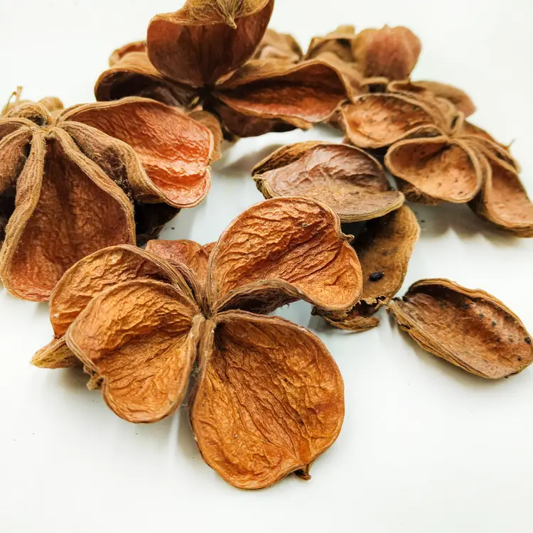 Land Lotus zblizenie.png