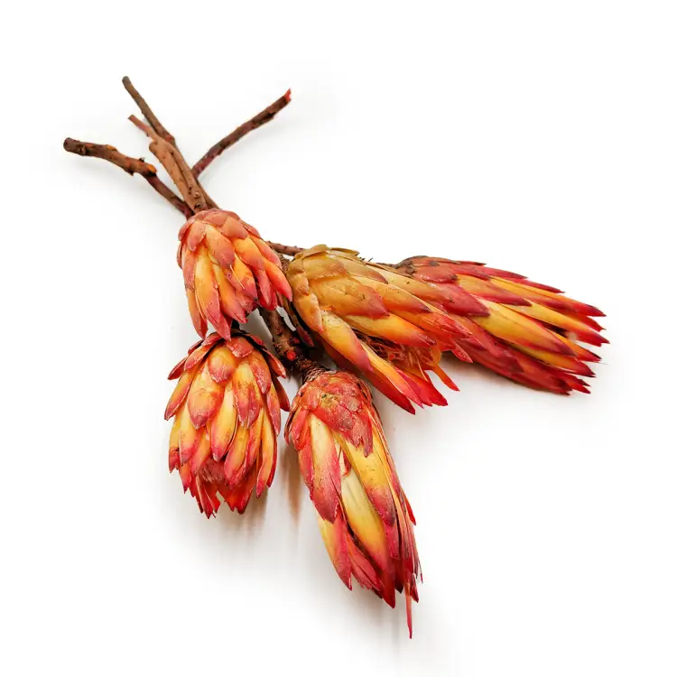 Suszona Protea czerwona okladka1.png