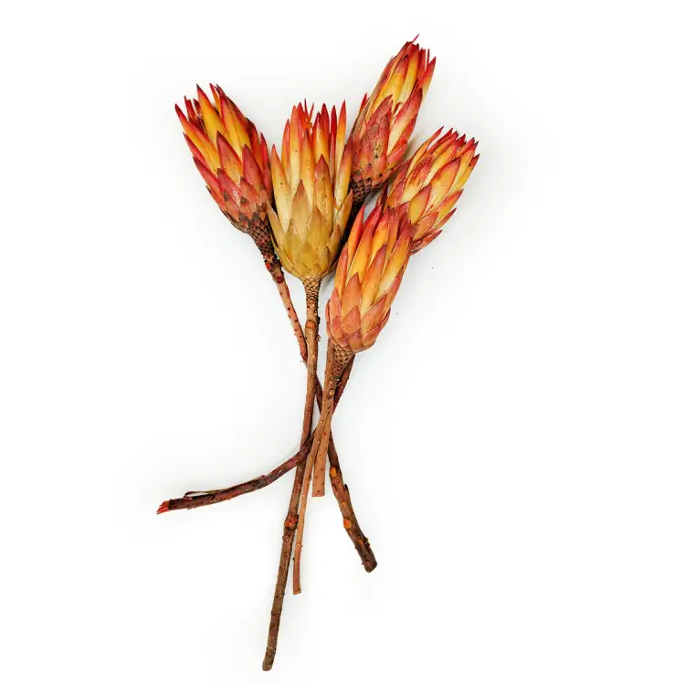 Suszona Protea czerwona cala1.png