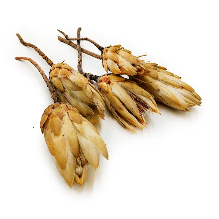 Suszona Protea kremowa okladka1.png