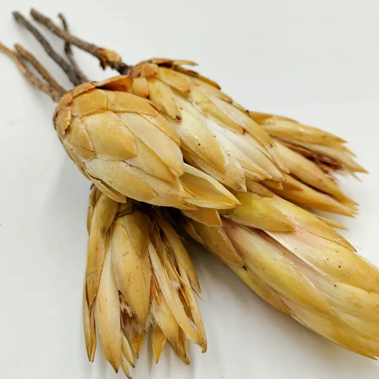 Suszona Protea kremowa zblizenie.png