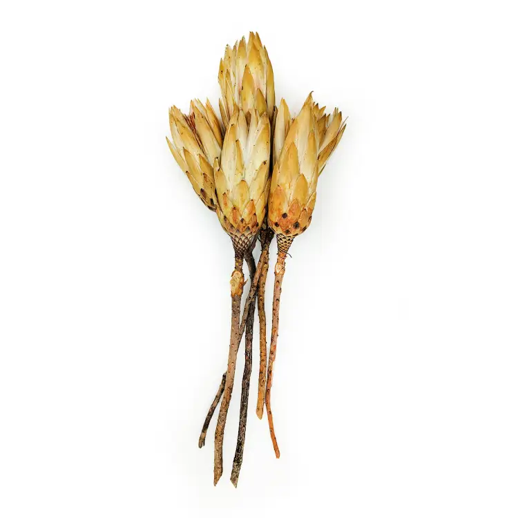 Suszona Protea kremowa cala1.png
