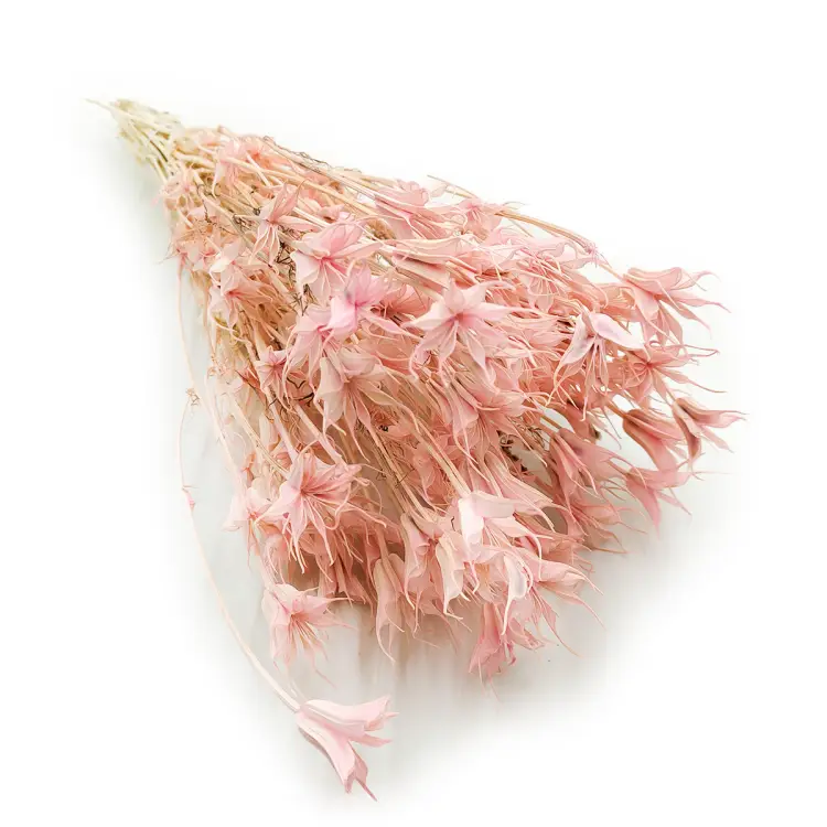 Czarnuszka Nigella Orientalis rozowa okladka.png