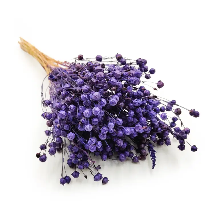 Suszony Len Królewski Granat okladka.png