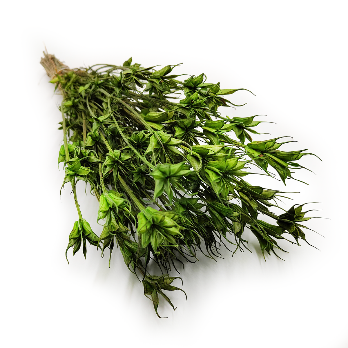 Czarnuszka Orientalna - (Nigella Orientalis) - Zielona PL