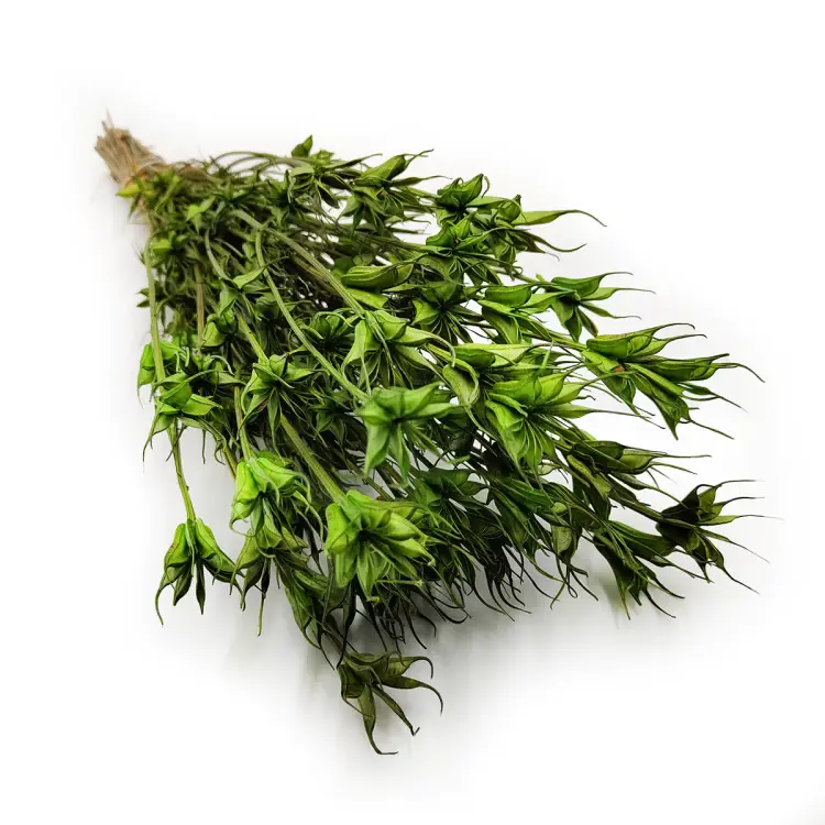 Suszona czarnuszka orientalis zielona okladka.png