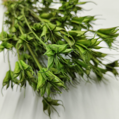 Suszona czarnuszka orientalis zielona zblizenie.png