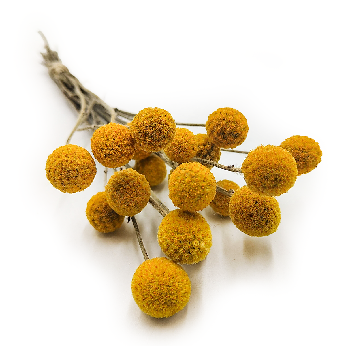 Kraspedia Suszona (Craspedia Natural) - Żółta - bukiet 16 szt