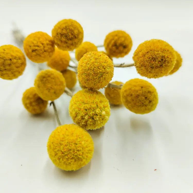 kraspedia suszona polska 20szt zbliz.png