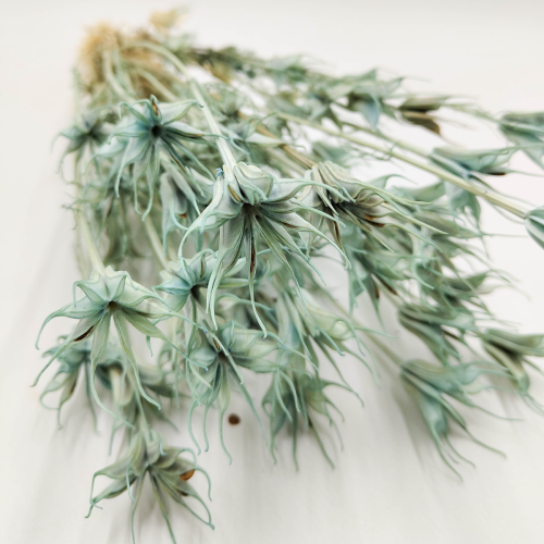 nigella orientalis suszona mietowa zblizenie.png