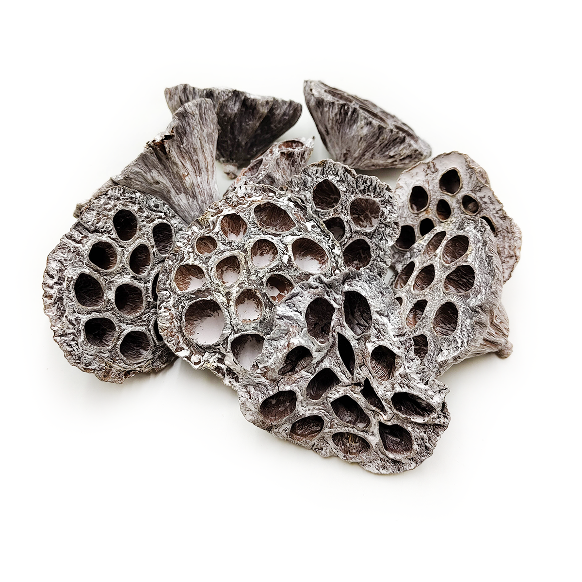 Lotos średni M (White Washed)  - susz egzotyczny - 10szt