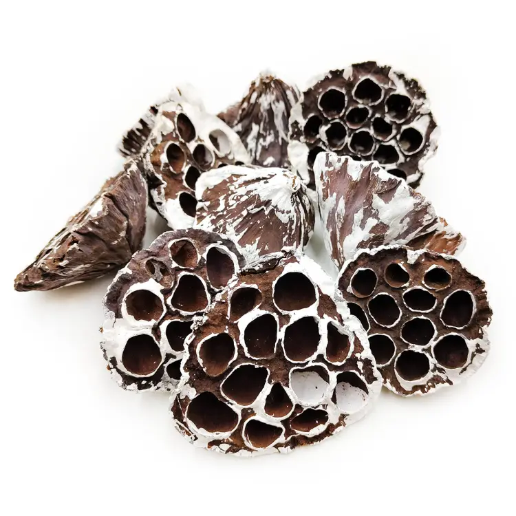 Lotos M snow tip okladka.png